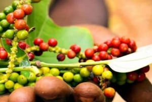 Zanzibar : visite d'une ferme d'épices et visite à pied de Stone Town