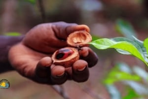 Zanzibar : visite d'une ferme d'épices et visite à pied de Stone Town