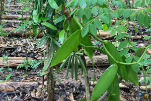 Zanzibar: Kryddgård och stenstadstur med lunch