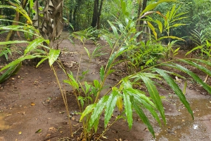 Zanzibar: Kryddgård och stenstadstur med lunch