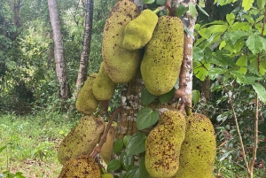 Zanzibar: Kryddgård och stenstadstur med lunch