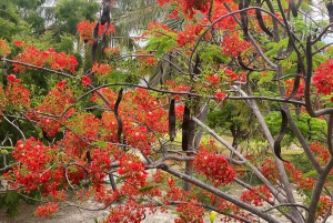 Zanzibar: Kryddgård och stenstadstur med lunch