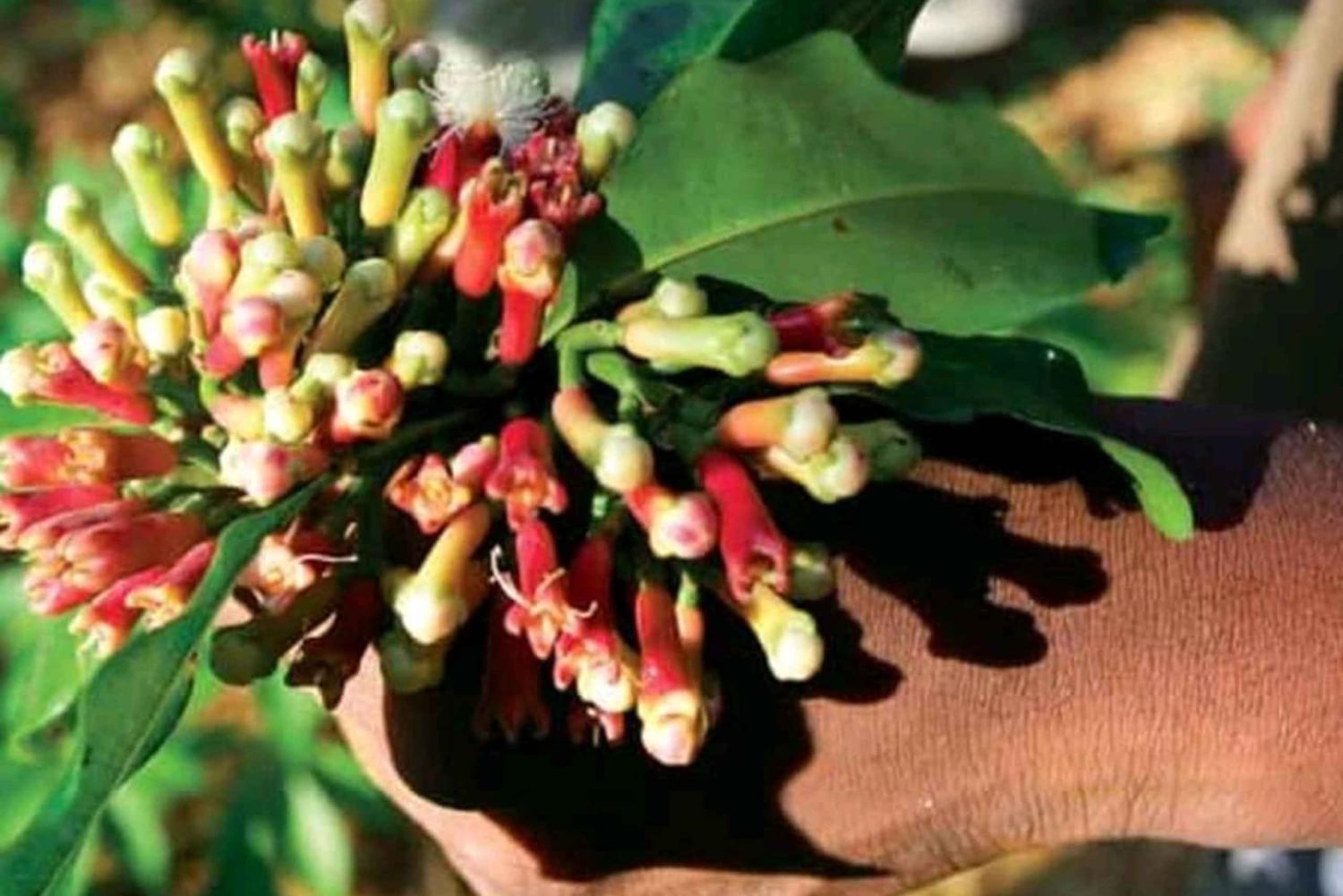 Zanzibar: Farma przypraw z lokalnym przewodnikiem i degustacją przysmaków