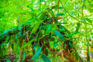 Zanzíbar: visita una plantación de especias con almuerzo y la isla Prisión.