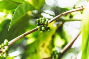 Zanzibar krydderifarm med guided rundvisning i stenbyen