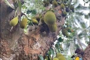 Zanzibar: Quinta de especiarias com degustação e restaurante The Rock