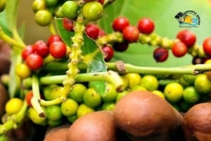 Zanzibar: Quinta de especiarias com degustação e restaurante The Rock