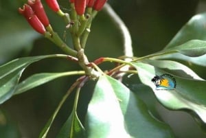 Zanzibar: Quinta de especiarias com degustação e restaurante The Rock