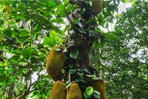 Экскурсия по пряным травам Занзибара и кулинарный мастер-класс с обедом, трансфер включен