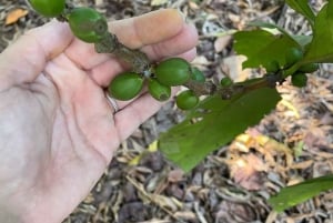 Экскурсия по пряным травам Занзибара и кулинарный мастер-класс с обедом, трансфер включен