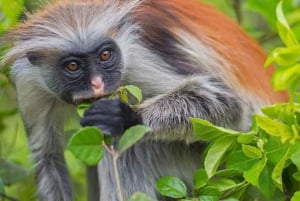 Zanzibar: Spice Tour and Jozani Forest