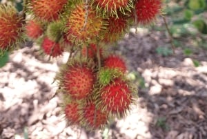 Zanzibar: Kryddtur och mangrovekryssning i solnedgången