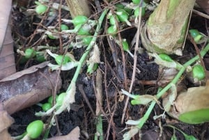 Zanzibar: Kryddtur och mangrovekryssning i solnedgången