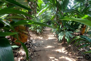 Zanzibar: Kryddtur och mangrovekryssning i solnedgången
