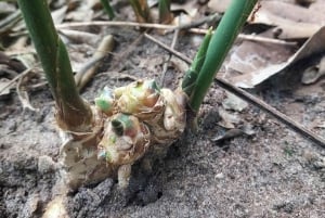 Zanzibar: Kryddtur och mangrovekryssning i solnedgången