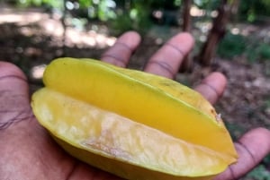 Zanzibar: Kryddtur och mangrovekryssning i solnedgången