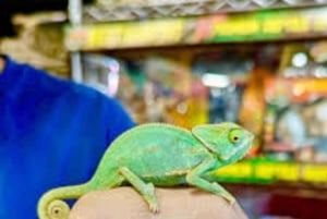 Zanzibar: Specerijen Tour, Jozani-bos, Zeeschildpadden & Rock Restaurant