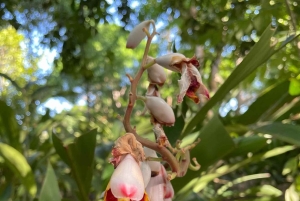 ザンジバル スパイスツアー＆クッキングクラス（ランチ付き・送迎込み）