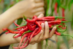 ザンジバル スパイスツアー＆クッキングクラス（ランチ付き・送迎込み）