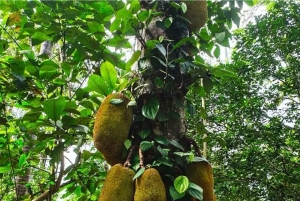 ザンジバル スパイスツアー＆クッキングクラス（ランチ付き・送迎込み）