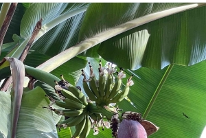 ザンジバル スパイスツアー＆クッキングクラス（ランチ付き・送迎込み）