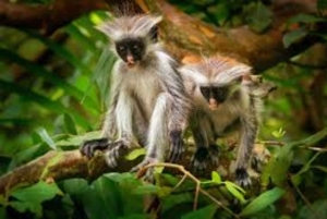 ザンジバル：スパイスツアー、ジョザニの森、サラムの洞窟、ザ・ロックをご覧ください