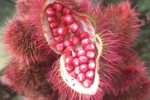 ザンジバル：スパイスツアー、ジョザニの森、サラムの洞窟、ザ・ロックをご覧ください