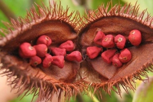 Zanzibar Spice Tour, Lunch Break Experience