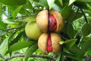 Zanzibar Spice Tour, Lunch Break Experience