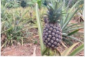 Zanzibar: Kruidentour & wandeltour door Stone Town