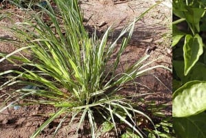 Zanzibar: passeio das especiarias com almoço e passeio a pé pela Cidade de Pedra