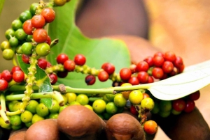 Zanzibar: Spice Tour with Lunch