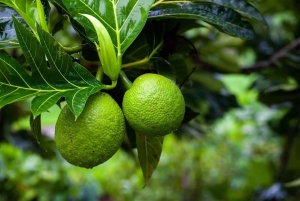 Zanzibar: Spice Tour with Lunch