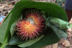 Zanzibar: tour delle spezie con pranzo