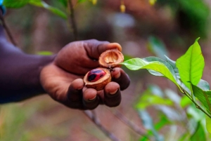 Zanzibar: Kryddtur med traditionell matlagningskurs