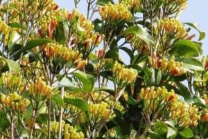 Zanzibar: Spice Tour