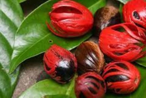 Zanzibar: Spice Tour