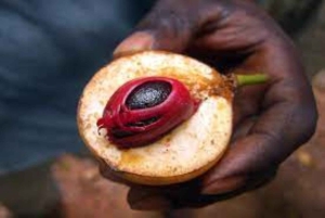 Zanzibar: Spice Tour