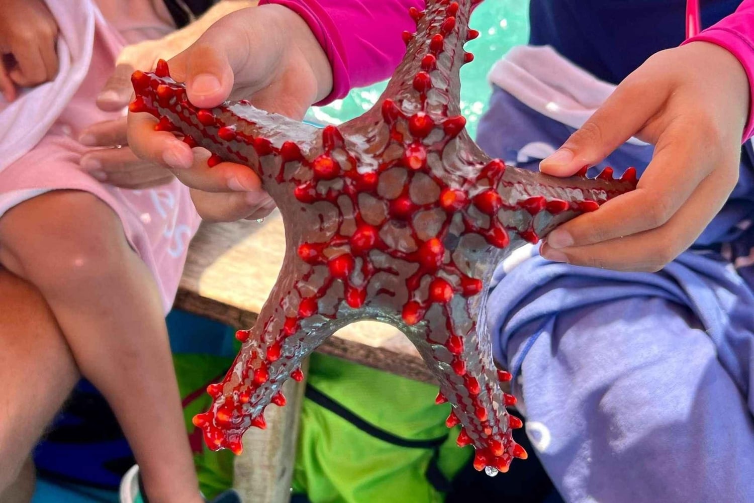 Zanzíbar: estrellas de mar, la laguna Azul y visita al restaurante The Rock