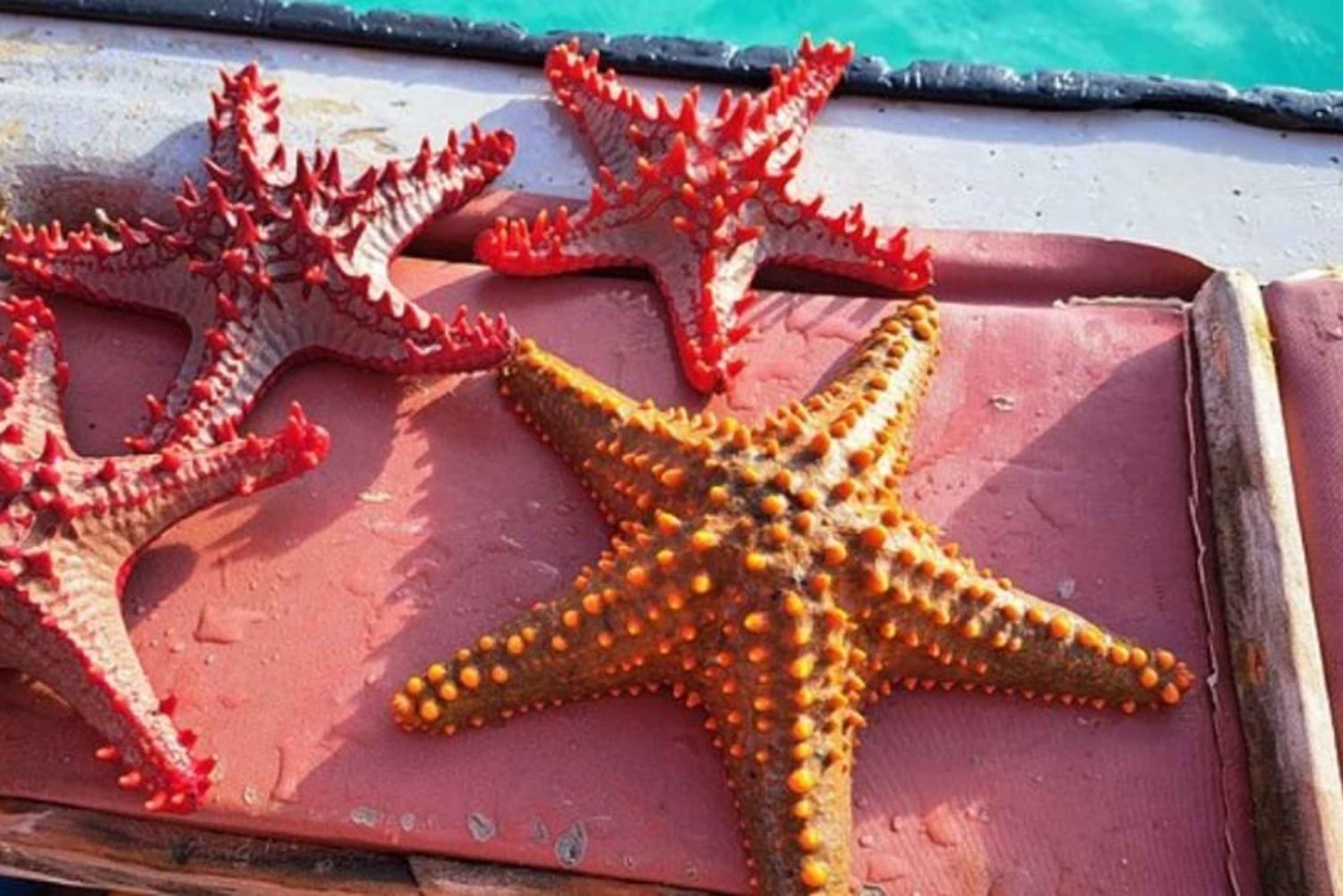 Zanzíbar: estrellas de mar, la laguna Azul y visita al restaurante The Rock