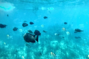 Zanzíbar: estrellas de mar, la laguna Azul y visita al restaurante The Rock