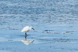 Zanzíbar: estrellas de mar, la laguna Azul y visita al restaurante The Rock