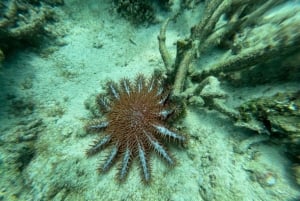 Zanzíbar: estrellas de mar, la laguna Azul y visita al restaurante The Rock
