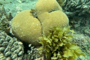 Zanzibar: estrelas-do-mar, Lagoa Azul, Borboletas e Floresta de Jozani