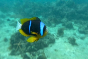 Zanzibar: estrelas-do-mar, Lagoa Azul, Borboletas e Floresta de Jozani