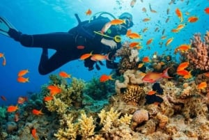 Zanzibar: estrelas-do-mar, Lagoa Azul, Borboletas e Floresta de Jozani