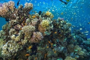 Zanzibar: estrelas-do-mar, Lagoa Azul, Borboletas e Floresta de Jozani