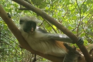 Zanzibar: estrelas-do-mar, Lagoa Azul, Borboletas e Floresta de Jozani