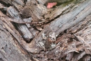 Zanzibar: estrelas-do-mar, Lagoa Azul, Borboletas e Floresta de Jozani