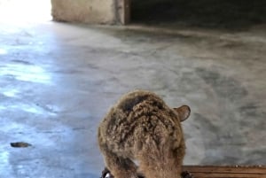 Zanzibar: estrelas-do-mar, Lagoa Azul, Borboletas e Floresta de Jozani